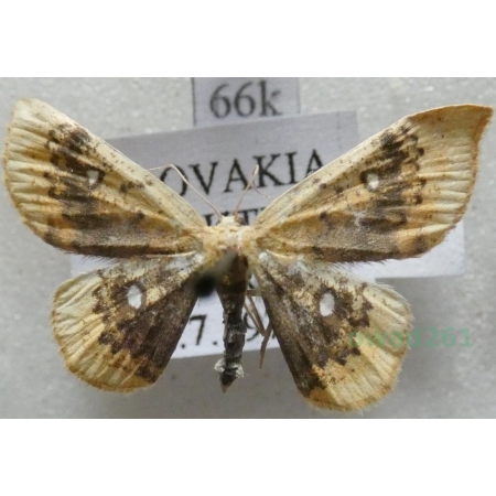 Cyclophora albiocellaria (Hübner, 1789) Świerzbik białooczek Slovakia66k